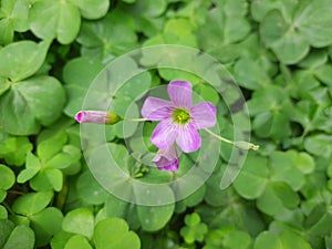 Oxalis articulata, known asÃÂ pink-sorrel pink windowbox wood-sorrel,ÃÂ Chari amilo,sourgrass,Netho saagÃÂ & x28;India& x29; photo